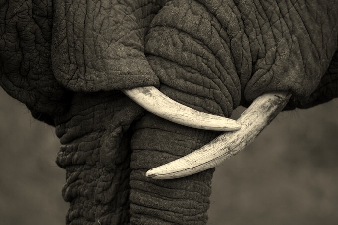 This amazing photo of two elephants interacting was taken on safari in Africa. The black and white conversion enhanced the feel.